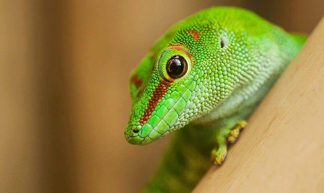 Understanding and Maximizing Your “Lizard” Brain